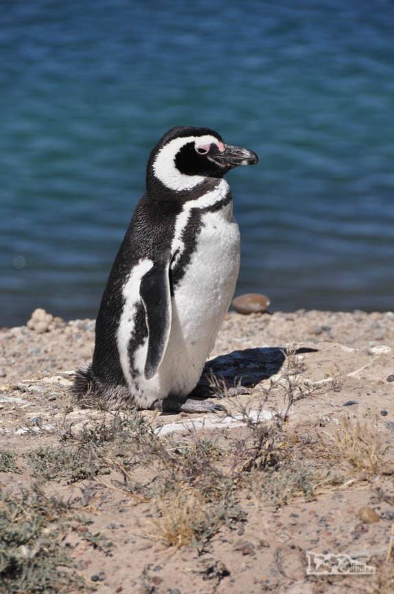 O Pinguim de Magalhães, muito comum na Península Valdés, no litoral da  patagônia argentina
